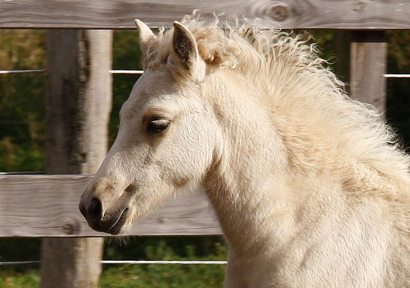 Sola von Heidmoor g.jpg